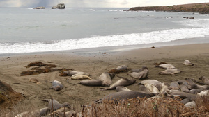 美国加利福尼亚州圣西蒙的太平洋沙滩上有趣的懒惰象海豹16秒视频