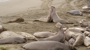 美国加利福尼亚州圣西蒙的太平洋沙滩上有趣的懒惰象海豹17秒视频