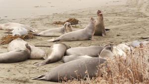 美国加利福尼亚州圣西蒙的太平洋沙滩上有趣的懒惰象海豹26秒视频