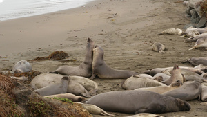 美国加利福尼亚州沙滩上有趣的海豹13秒视频