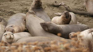 美国加利福尼亚州圣西蒙的太平洋沙滩上有趣的懒惰象海豹20秒视频