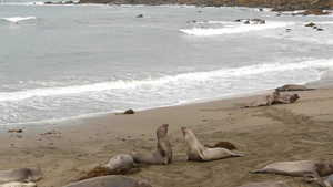 海豹睡在南岛Kaikoura海滩海岸边21秒视频