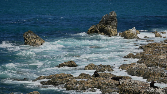 在新西兰南部岛屿Kaikoura的岩石上休息视频