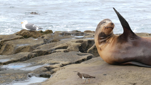 拉霍亚岩石上的海狮野生耳海豹在太平洋附近的石头上休息35秒视频