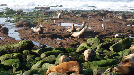 拉霍亚岩石上的海狮顽皮的野耳海豹在太平洋附近的岩石视频