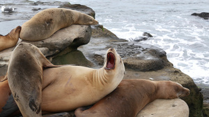 拉霍亚岩石上的海狮顽皮的野耳海豹在太平洋附近的岩石27秒视频