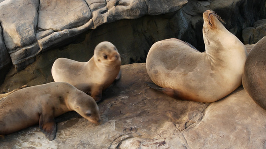 拉霍亚岩石上的海狮顽皮的野耳海豹在太平洋附近的岩石视频