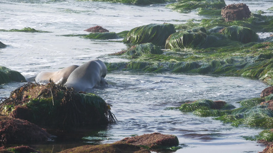 拉霍亚岩石上的海狮顽皮的野耳海豹在石头和海藻上爬行视频