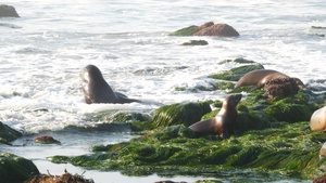 太平洋海边拉霍亚岩石上的海豹海狮22秒视频