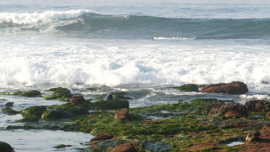 拉霍亚岩石上的海狮顽皮的野耳海豹在石头和海藻上爬行视频