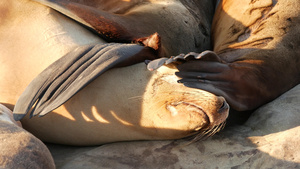 太平洋海边拉霍亚岩石上的海豹海狮14秒视频