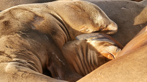 拉霍亚岩石上的海狮野生耳海豹在太平洋附近的石头上休息13秒视频
