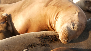 拉霍亚岩石上的海狮野生耳海豹在太平洋附近的石头上休息15秒视频