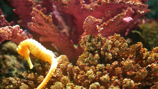 海马在水族馆的珊瑚中特写黄色海马在干净的水族馆水中视频