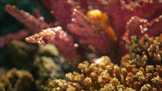 海马在水族馆的珊瑚中特写黄色海马在干净的水族馆水中视频