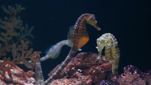 海马在水族馆的珊瑚中特写黄色海马在干净的水族馆水中20秒视频