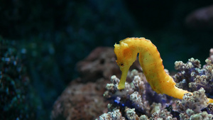 海马在水族馆的珊瑚中特写黄色海马在干净的水族馆水中19秒视频