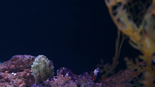 海马在水族馆的珊瑚中特写黄色海马在干净的水族馆水中视频