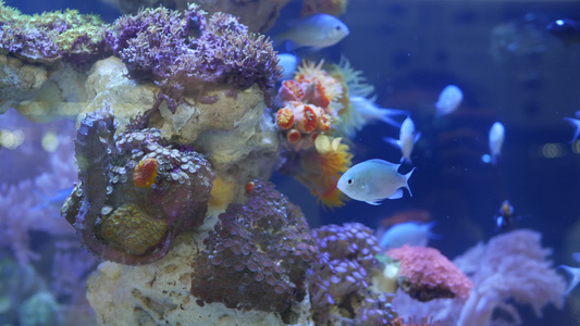 海马在水族馆的珊瑚中关闭在干净的水族馆水中在美妙的视频