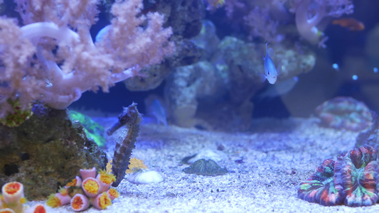 海马在水族馆的珊瑚中关闭在干净的水族馆水中在美妙的视频