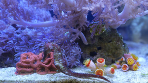 海马在水族馆的珊瑚中关闭在干净的水族馆水中在美妙的23秒视频