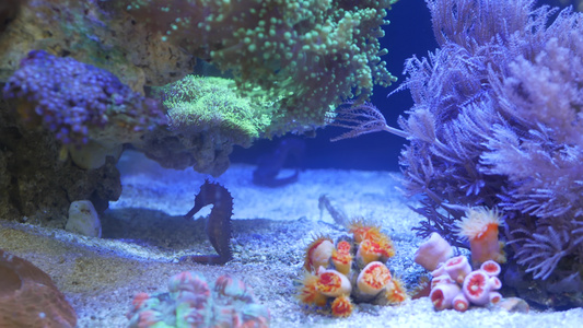 海马在水族馆的珊瑚中关闭在干净的水族馆水中在美妙的视频