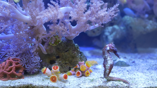 海马在水族馆的珊瑚中关闭在干净的水族馆水中在美妙的视频