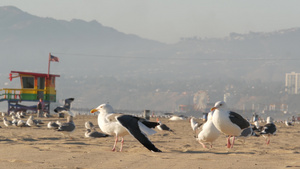 阳光明媚的加州沙滩上的海鸥10秒视频