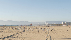 阳光明媚的加州沙滩上的海鸥12秒视频