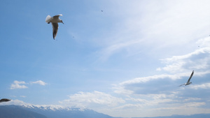 海鸥在奥赫里德湖和布卢天空上迅速进化成光11秒视频