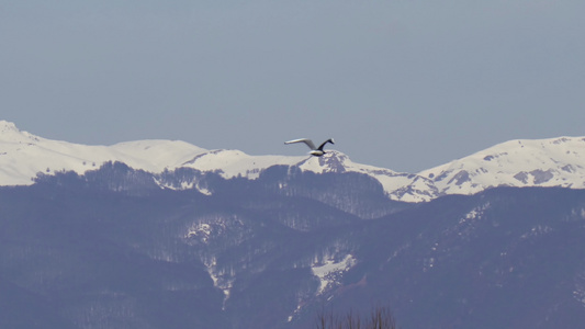 海鸥在蓝天空中飞行其背景是雪山峰视频