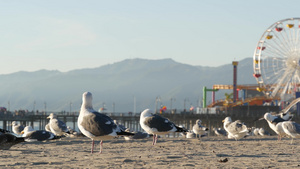 阳光明媚的加州沙滩上的海鸥16秒视频