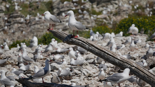 海鸥坐在南岛Kaikoura海滩木块上视频