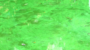 长海藻的鱼塘21秒视频