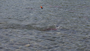渔民在漂浮的河流中捕获鱼类意外捕捉到野生红鲑鱼鳕鱼60秒视频