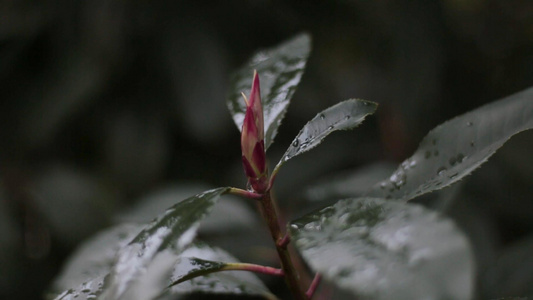 绿色树叶淋雨视频素材视频