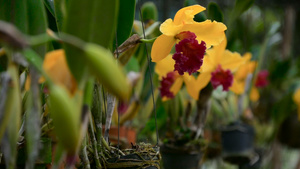花园中一朵美丽的黄色兰花的特写12秒视频