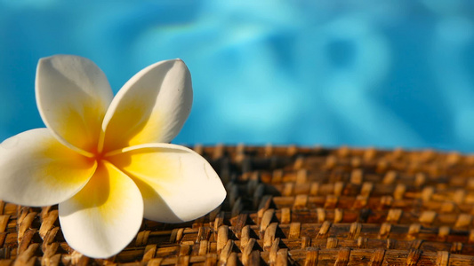 蓝色游泳池水面上的热带异国花朵蓝泳池水上视频
