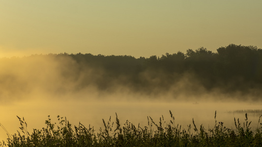 清晨在森林湖的迷雾视频