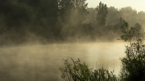 清晨在森林湖的迷雾延时20秒视频