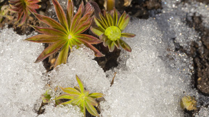 融雪时间间隔21秒视频