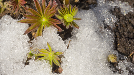 融雪冰雪消融延时视频