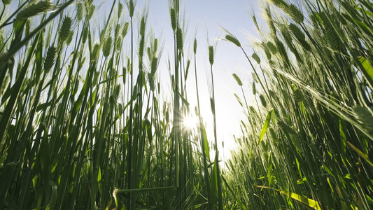 4K仰拍阳光透过绿油油的小麦水稻视频