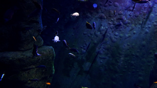 丰富多彩的鱼在暗水中游泳视频