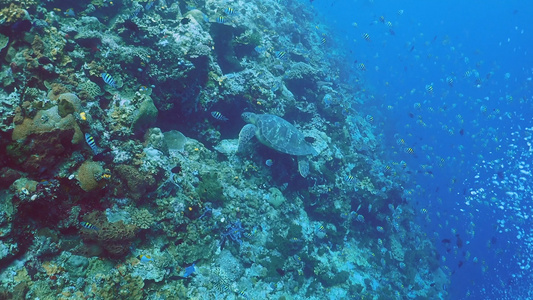 4k海底世界实拍视频