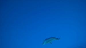 大海里的海豚实拍12秒视频