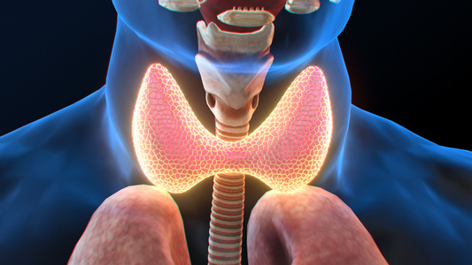 3D人体医疗甲状腺疾病视频