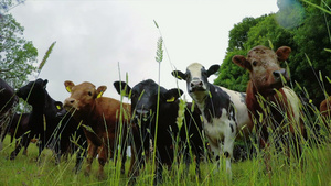 站立在牧场地的牛34秒视频