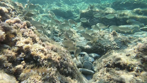 一组Sarpasalpa鱼的慢动作水下镜头通常被称为58秒视频