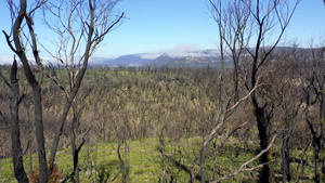 在澳洲地区发生林火后穿过森林再生树木15秒视频